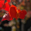 南京櫨（ナンキンハゼ）の紅葉