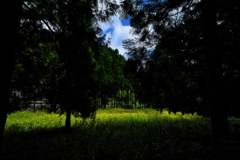 広河原のルドベキア２