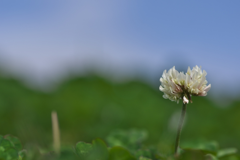 春を運ぶ野草花（シロツメグサ）