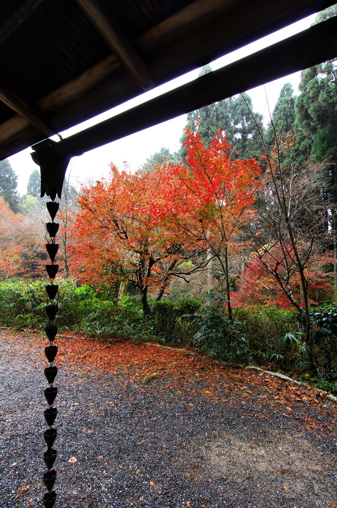 京都洛北紅葉巡り１（常照寺１）