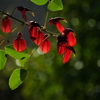 公園に咲く亜米利加梯梧（アメリカデイゴ）１