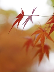 紅色探し２（モミジ）