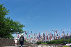 １０００匹のこいのぼり１