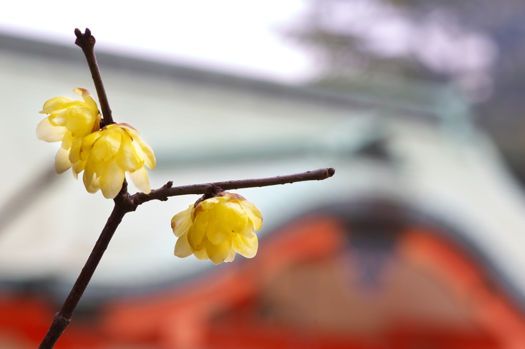 住吉神社に咲いた蝋梅（ロウバイ）