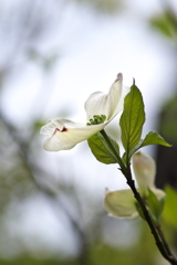 神社の花水木（ハナミズキ）白花
