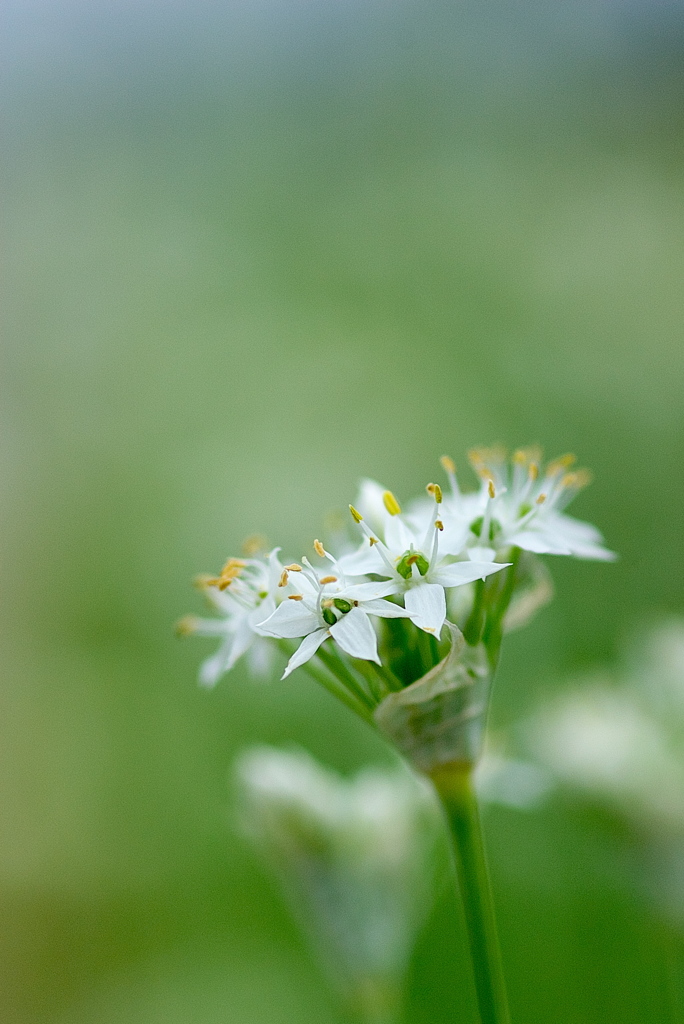 畔に咲く韮（ニラ）の花