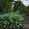 神戸市立森林植物園のあじさい坂