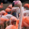王子動物園のフラミンゴ２