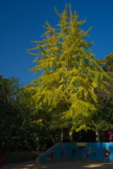 住吉公園の銀杏（イチョウ）２