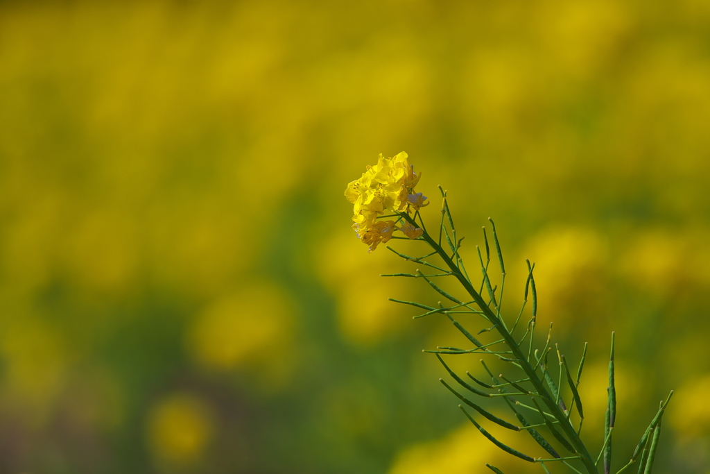 神戸総合運動公園の菜の花（ナノハナ）３