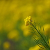 神戸総合運動公園の菜の花（ナノハナ）３