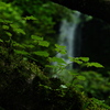 野鹿（のか）の滝２