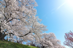 背割堤の桜並木が満開１