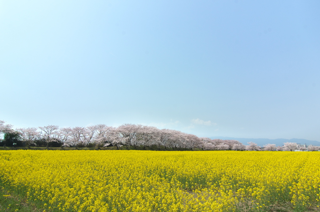 藤原宮跡の菜の花畑２