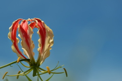 街角に咲く夏の花（グロリオサ）