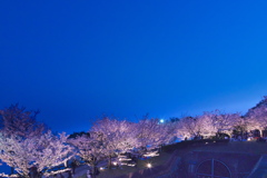 須磨浦公園の夜桜１