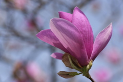 春の街角に咲く紫木蓮（シモクレン）