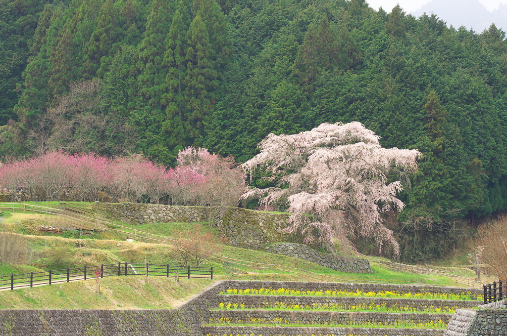 本郷の瀧桜（又兵衛桜）