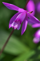 路傍に咲く野草花（シラン）