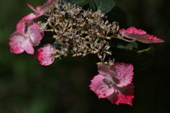 森林植物園の紫陽花（アジサイ）たち１