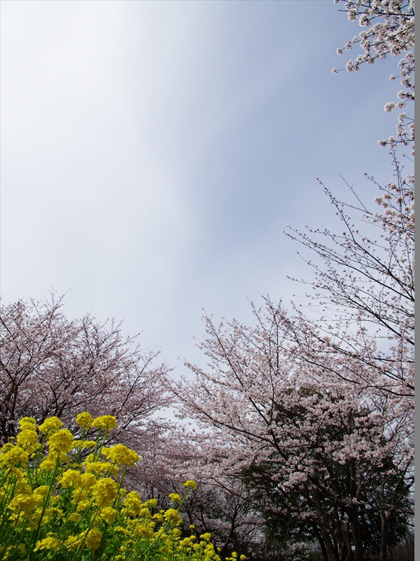 金ヶ崎公園の桜１