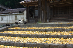 岡山紅葉探しの旅２（猫のいる寺）