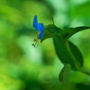 住吉公園の露草（ツユクサ）２