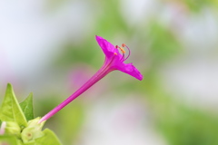 路傍に咲く野草花（オシロイバナ）