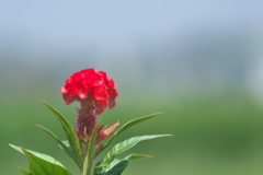 盛夏に咲く真っ赤な花（ケイトウ）