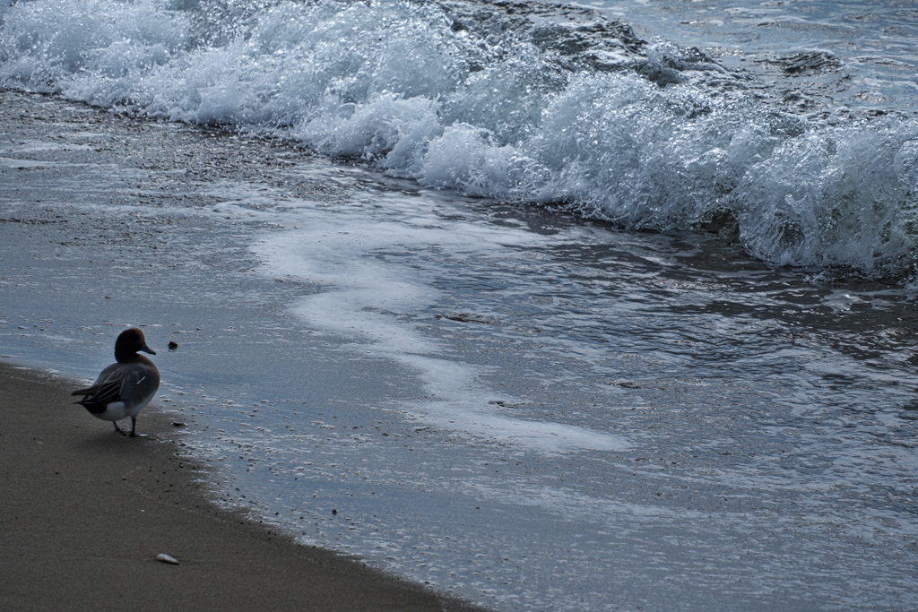 百合鴎（ユリカモメ）１