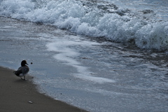 百合鴎（ユリカモメ）１