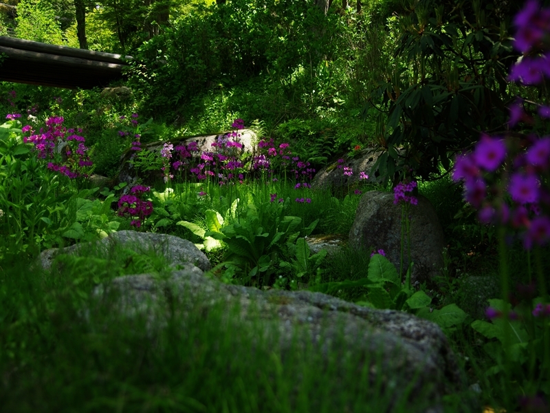 六甲高山植物園２（九輪草２）