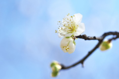 公園の白梅が咲いた