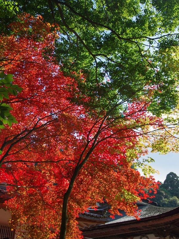 湖東三山と永源寺の紅葉１（西明寺）