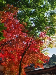 湖東三山と永源寺の紅葉１（西明寺）