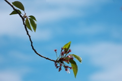 桜蘂（さくらしべ）２
