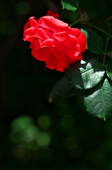 情熱の赤いバラ１