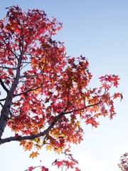 深まりゆく秋４（唐楓の紅葉）