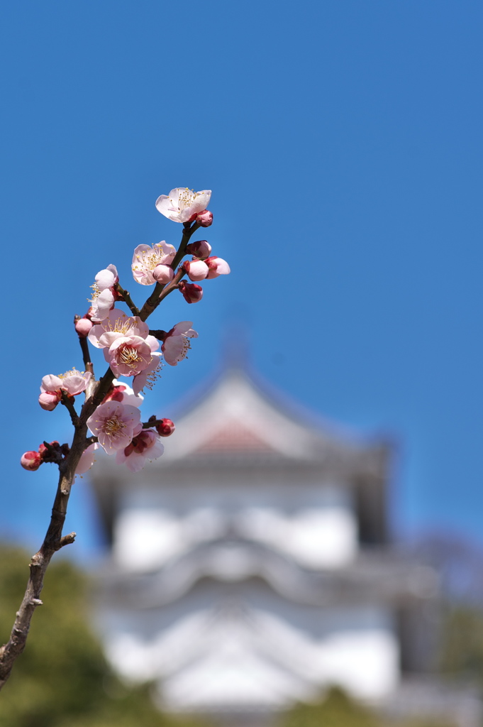 明石公園の白梅（ハクバイ）