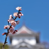 明石公園の白梅（ハクバイ）