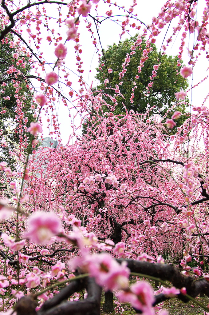 京都は城南宮のしだれ梅１