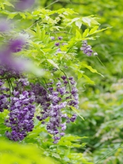 萬葉植物園３（八重黒龍藤１）