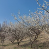 石ケ谷公園の梅園１