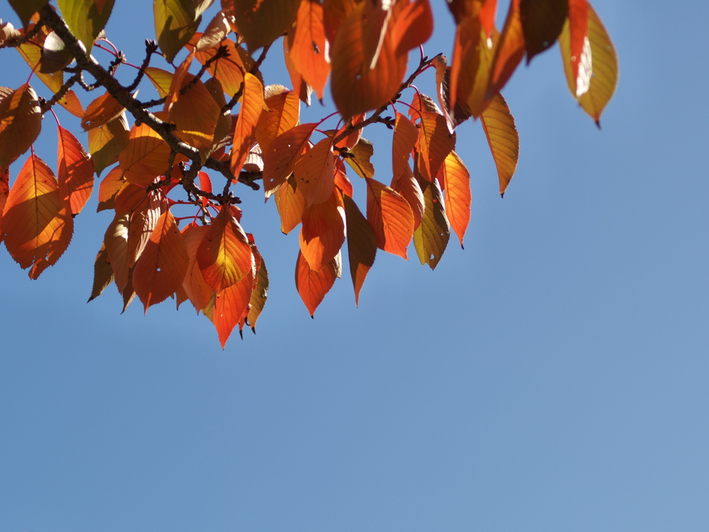 公園の染井吉野（ソメイヨシノ）の紅葉２