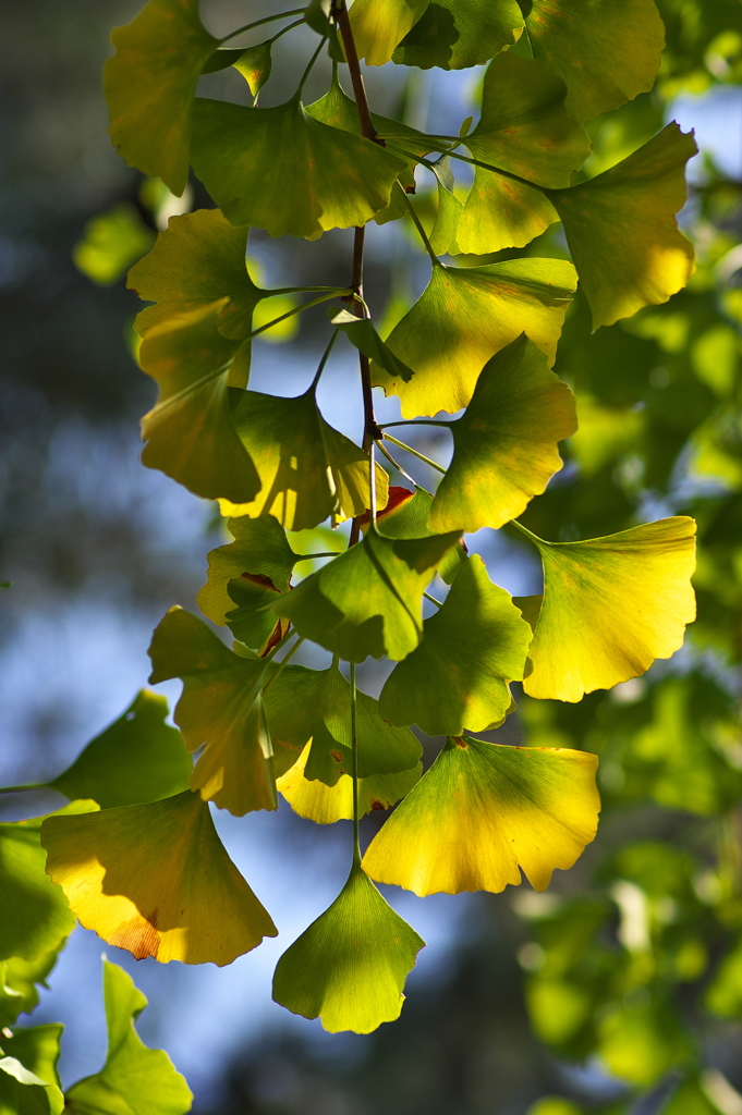 紅葉を待つ木々たち（イチョウ）