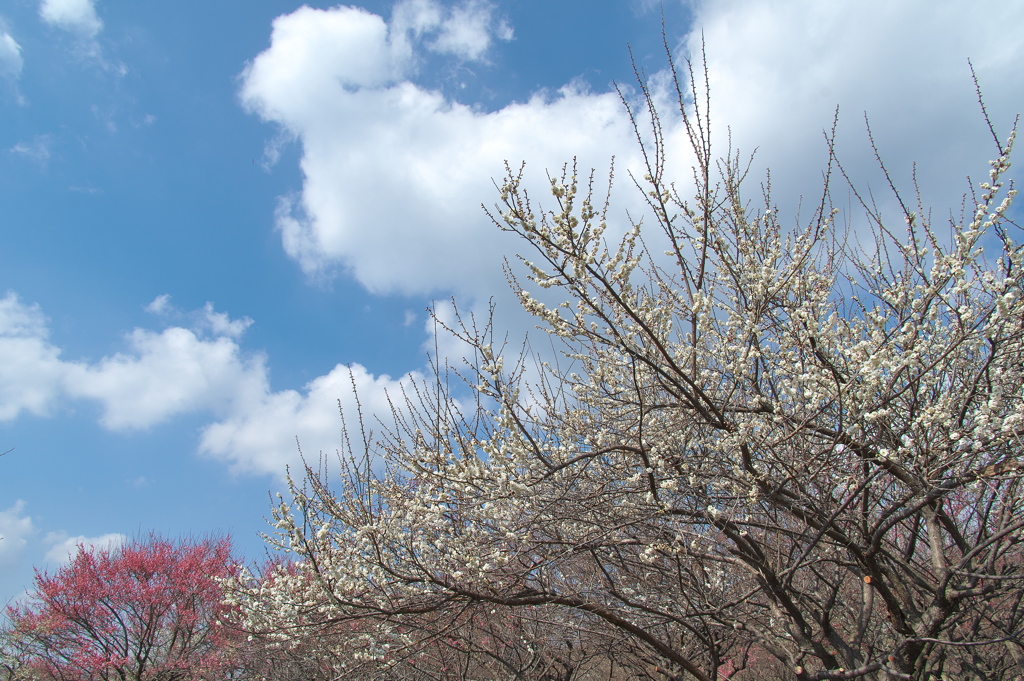 いなべ農業公園の梅林２