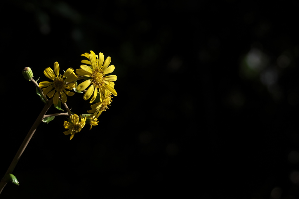 須磨離宮公園にて４（ツワブキ２）