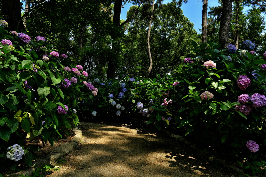 長居植物園にて３（アジサイ園１）