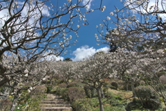 中山寺（なかやまでら）の梅林１