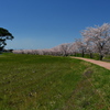 曇川緑道公園桜並木１